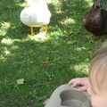 Callie Loves Ducks