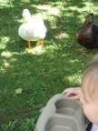 Callie Loves Ducks