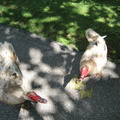 Two Muscovy Ducks