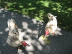 Two Muscovy Ducks
