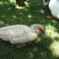 Baby Muscovy