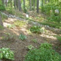 Woods Path, Plants