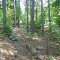 Woods Path, Plants 2