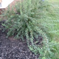 Side bushes